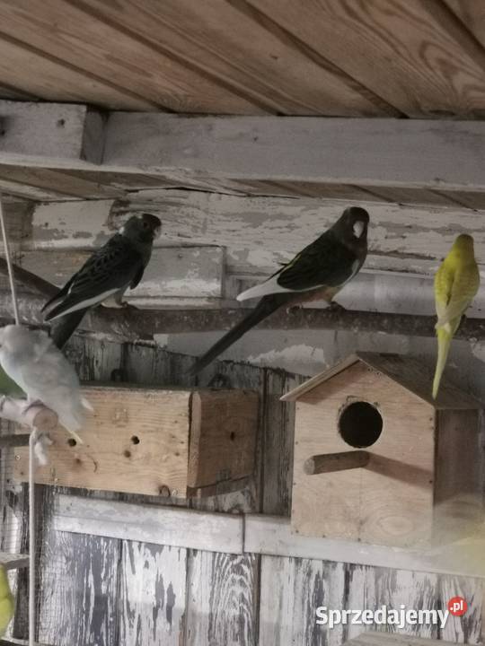 Ptaszki że zdięcia zmienią woliere Ptaki sprzedam