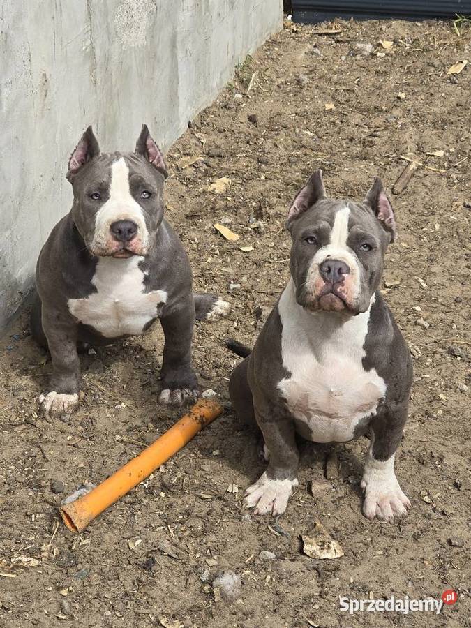 American bully wielkopolskie Opalenica