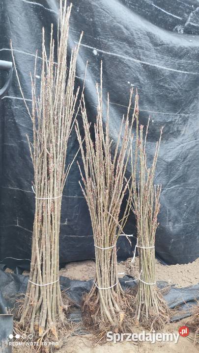 Podkładka colt Puławy