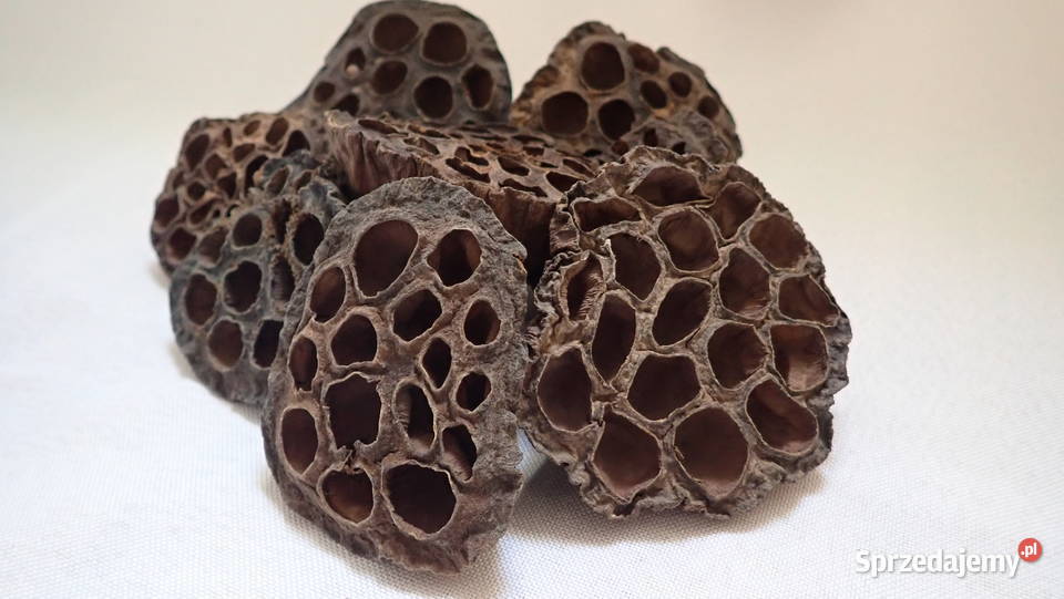 Kwiat Lotosu suszony naturalny Paczka 20 Siewierz