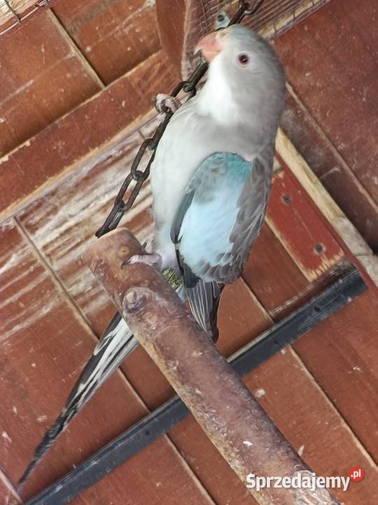 Księżniczka Walii 2023r samica Ścinawa sprzedam