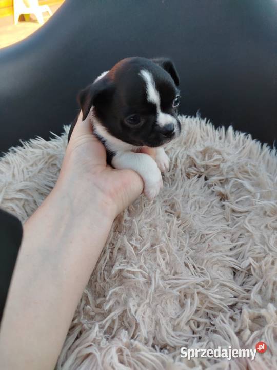 Szczeniaki pieski chihuahua Chihuahua