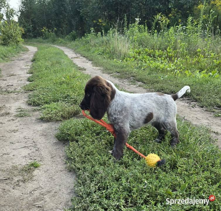 Polski Spaniel Myśliwski szczenię HARRY Święta Lipka