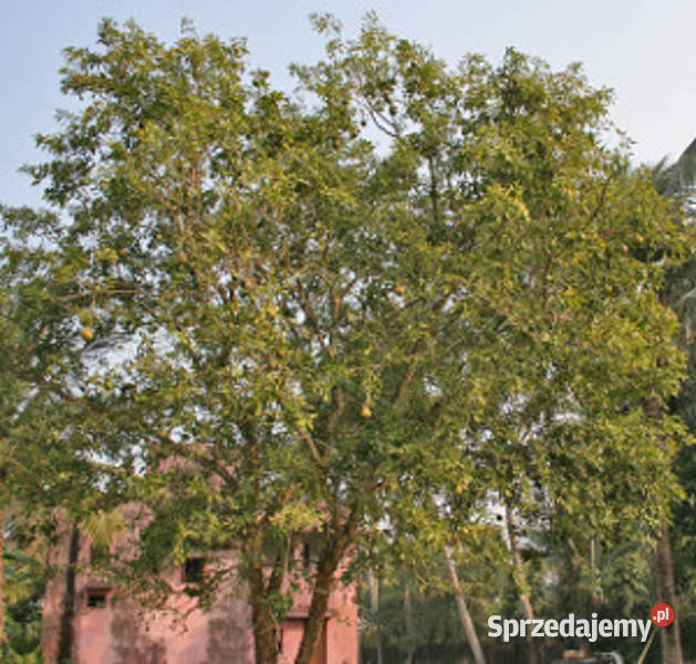 KLEISZCZE SMAKOWITE Aegle marmelos NASIONA 1400 Lubanie sprzedam