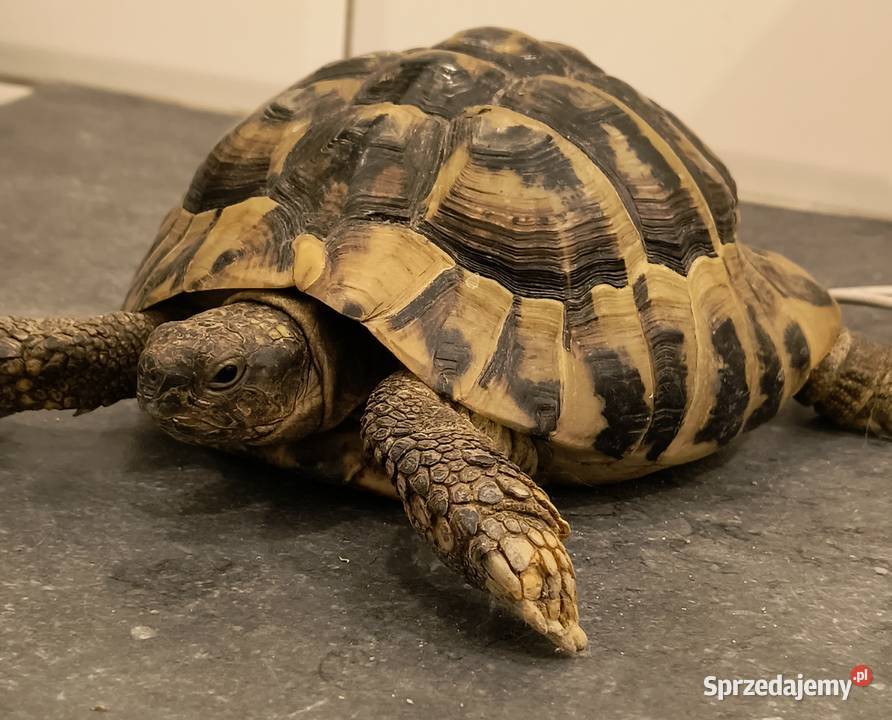 ŻÓW GRECKI dorosły samiec Gady i płazy Nowa Sól