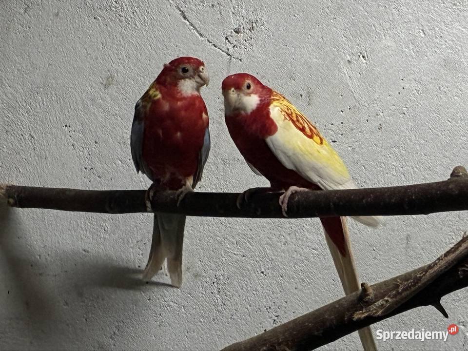 Rozelle białolice para Ptaki