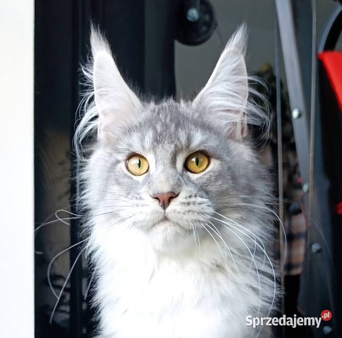 Czarny srebrzysty tikowany Maine Coon hodowlany Gdańsk