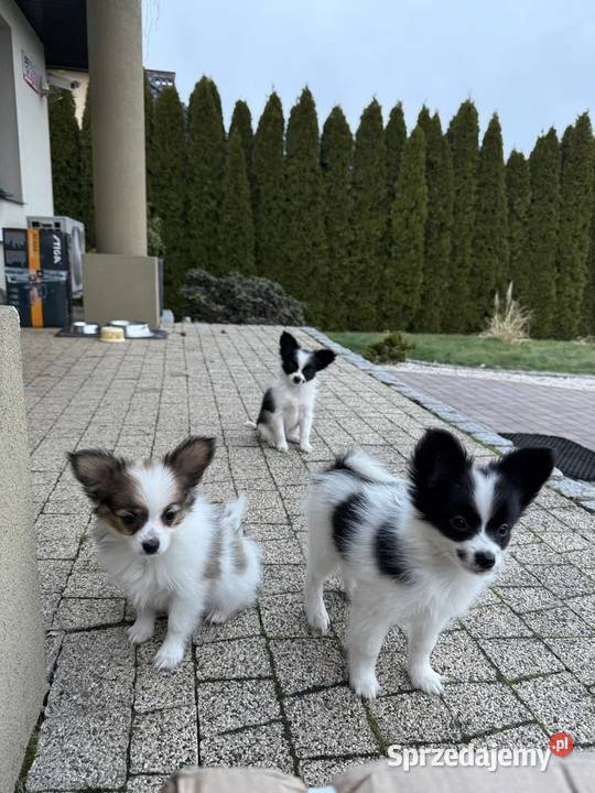 Papillon spaniel kontynentalny miniaturowy Dudki