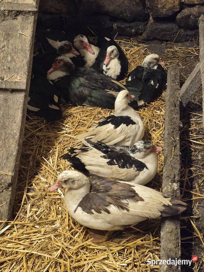 Kaczki I kaczory Wola Filipowska