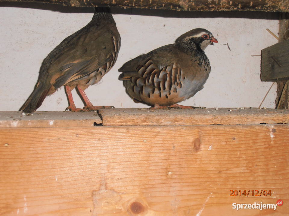 Kuropatwy czerwone sprzedam śląskie Ochaby Wielkie