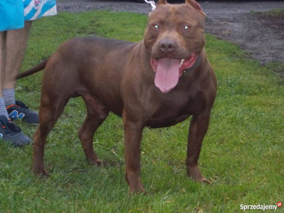 Suczka Pit Bull Płock