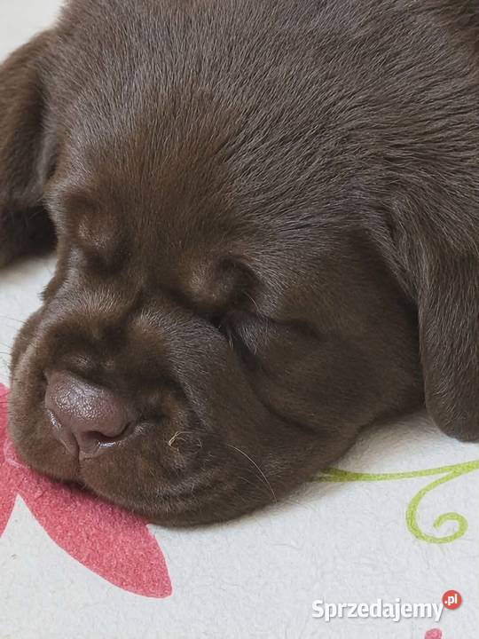 Labrador Retriever ZkwpFCI czekoladowe Zwierzęta Dąbrowa Tarnowska