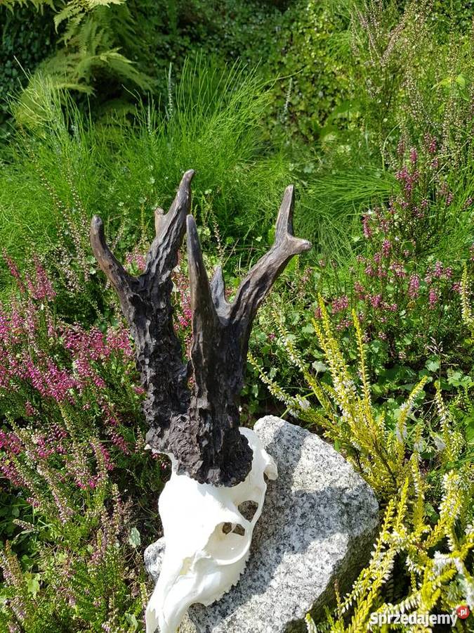 PAROSTKI REKORD ŚWIATA Orzesze