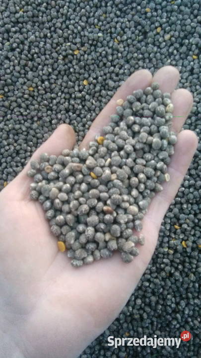 Łubin wąskolistny słodki centrali na ziarno Bęczyn