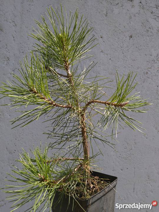 Piękna Sosna czarna Pinus nigra Rośliny małopolskie