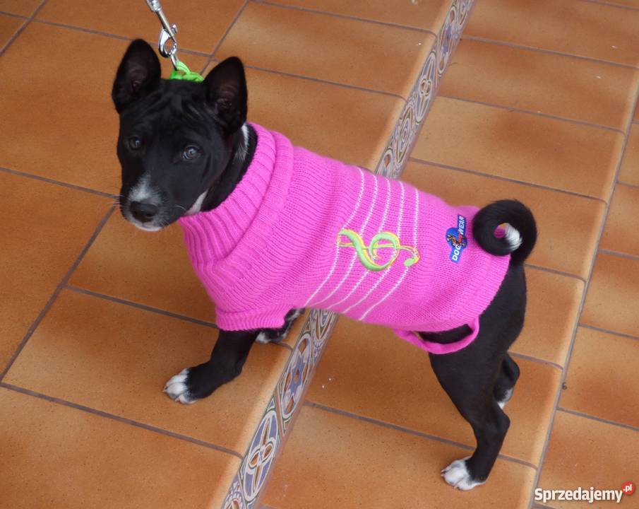 Basenji ukochany synuś mamuni TEDI Z GREMLINKOWA Pabianice