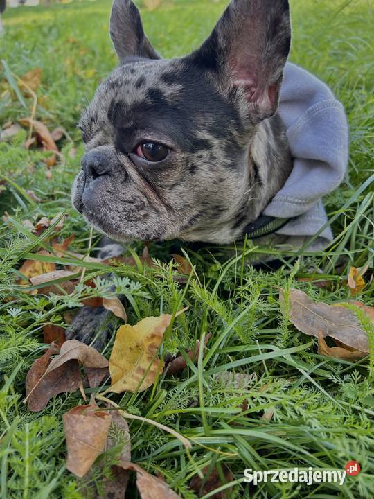 Piesek na krycie Buldog Radom