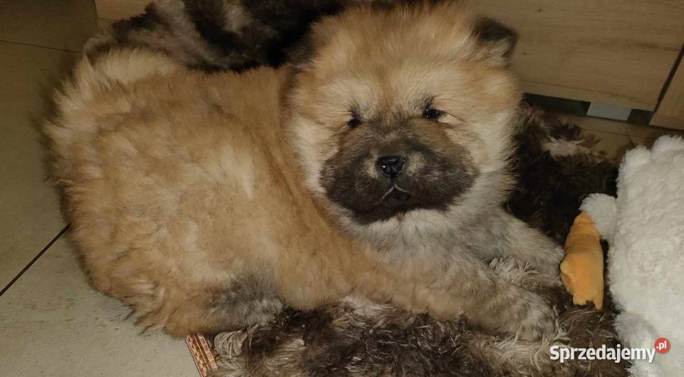 CHOW CHOW CZAU CZAU DO ODBIOORU Warszawa sprzedam