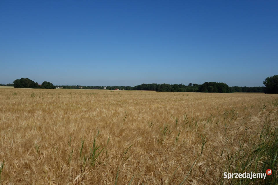 Skoczów Pruchna 115ha z prawem zabudowy w samym śląskie