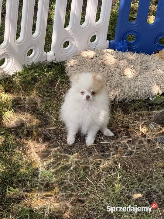 Szpic miniaturowypomeranian sprzedam