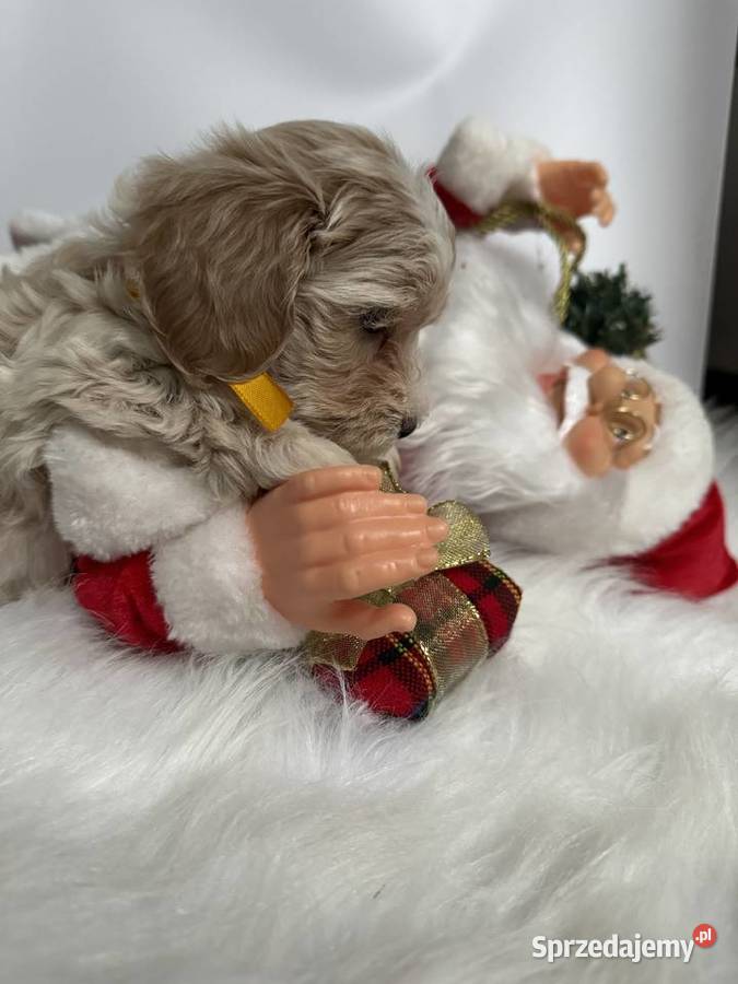Maltipoo pudel Maltańczyk maltipoorybnik Rybnik