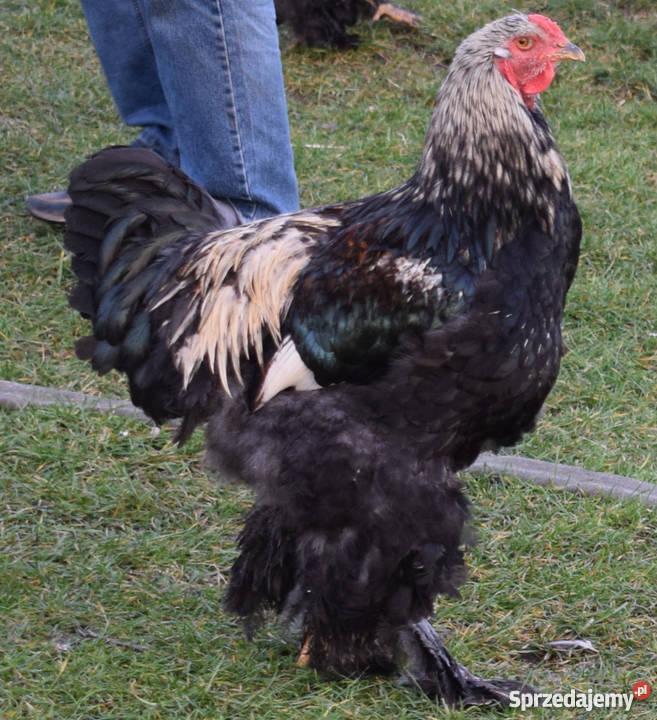 Kury Brahma Ptaki Brusy sprzedam