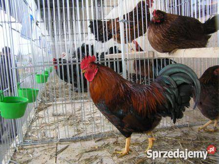 Sprzedam jednodniowe pisklęta zamówienie na wios dolnośląskie Kudowa-Zdrój