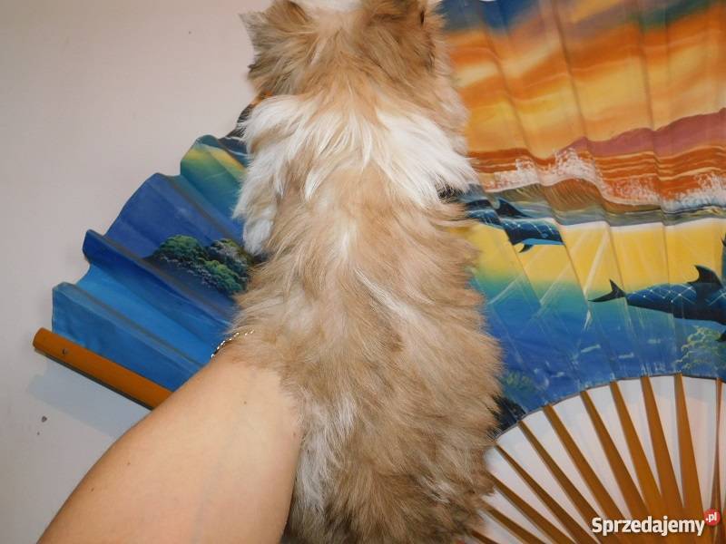 biewer yorkshire terrier golddust piesek Psy Psy małopolskie Kraków