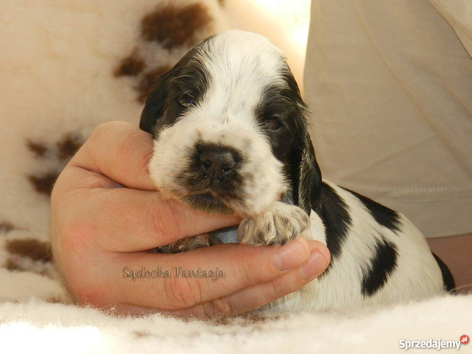 Cocker Spaniel Angielski Szczenięta z rodowodem Nowy Sącz
