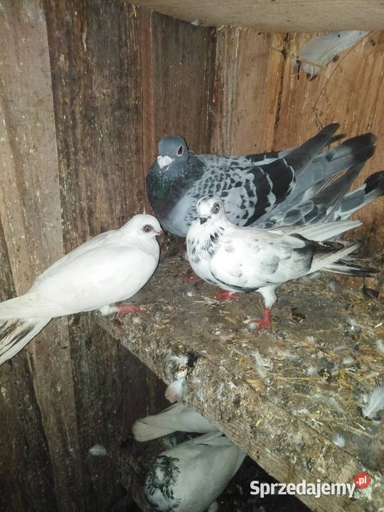 Gołębie motylki i winerki świętokrzyskie Mniów