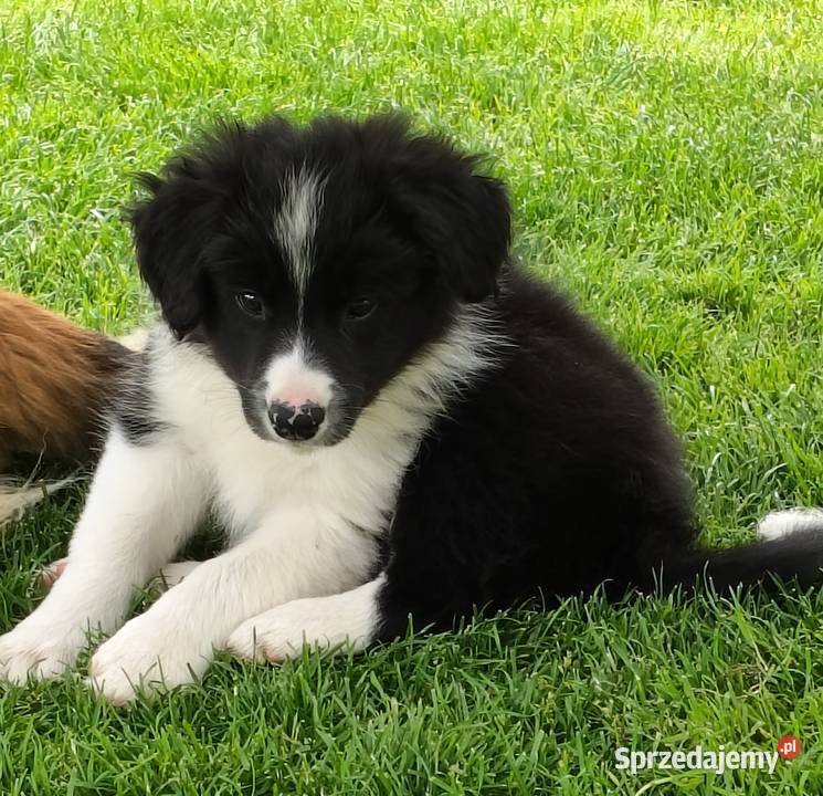 Szczeniak Border Collie ZKwP FCI Kolonowskie