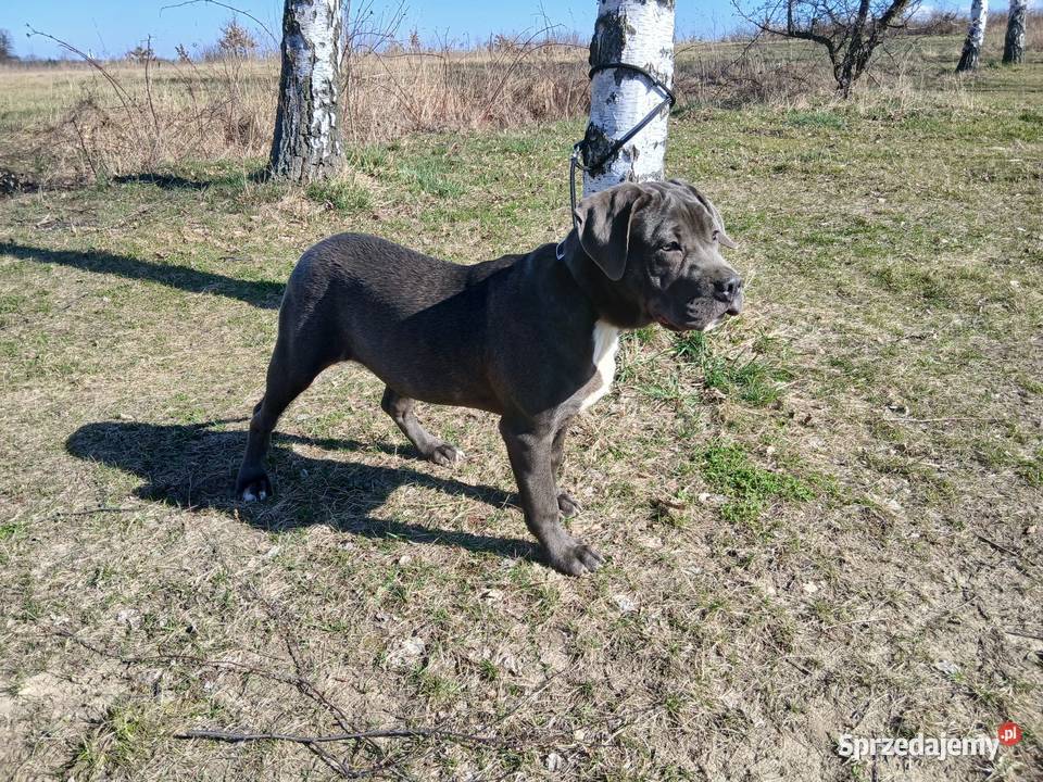 Alano Espanol suczka Świdnica Polska sprzedam