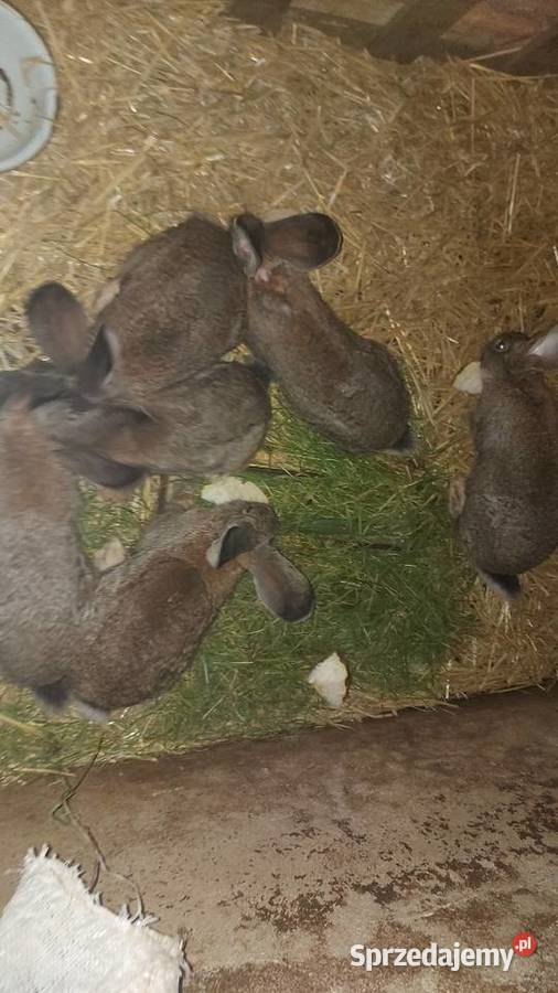 Olbrzym belgijski młody kujawsko-pomorskie Chełmża