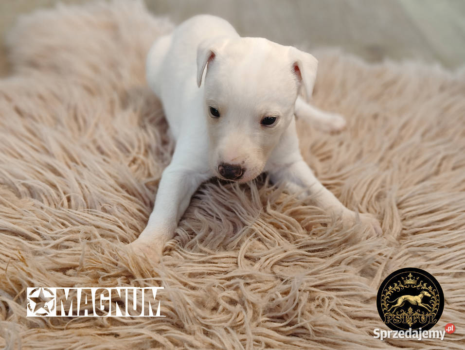 MAGNUM Whippet na sprzedaż piękne rasowe zdrowe wielkopolskie Poznań sprzedam