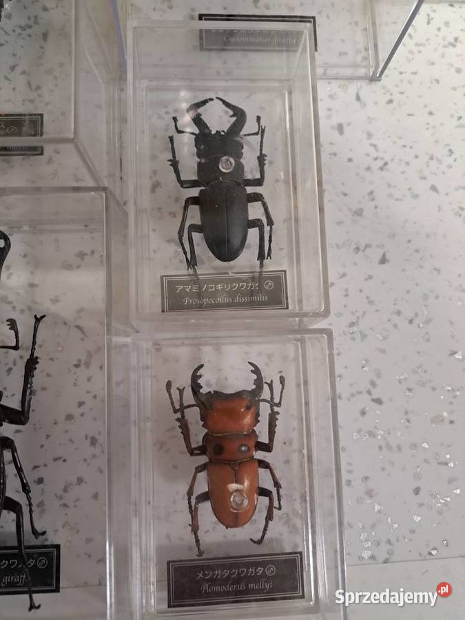 Kolekcja owadów Leszczyny