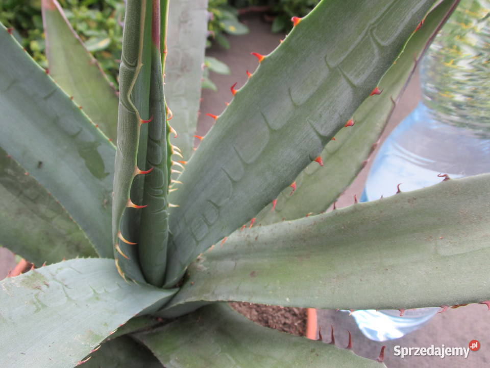 Ponad 10letnia agave shawii Agawa nadbrzeżna Kraków