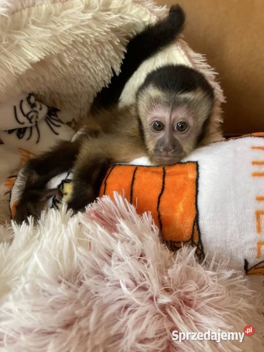 Kapucynka czubata małpka