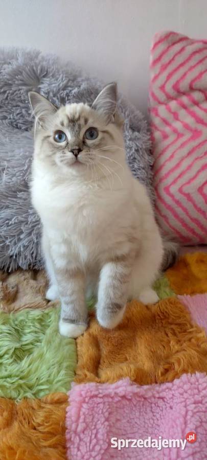 Kotka ragdoll niesteryliz Wrocław rodowód FPL