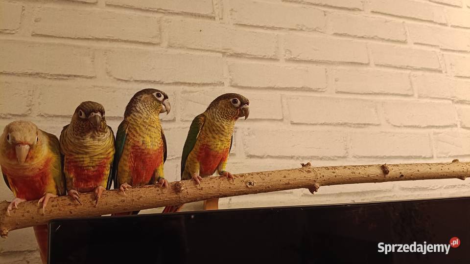 Rudosterki Zielonolice dwumiesięczne nieoswojone wielkopolskie Poznań