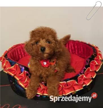 Pudel Toy Miniaturka śliczny i zdrowy pudelek Pozostałe Częstochowa