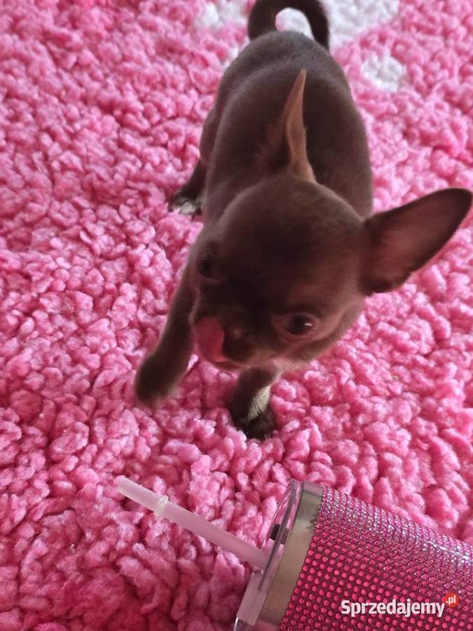 Chihuahua Czekoladowy Dexter Chihuahua Bielsko-Biała
