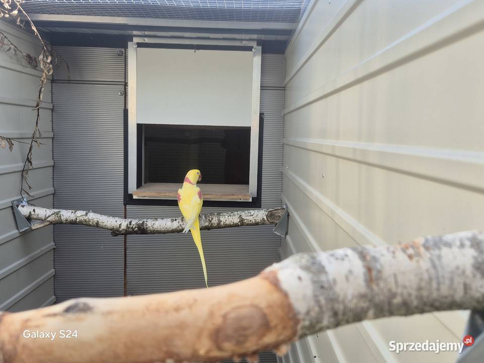 Aleksandretty wielkie lutino Rakoniewice