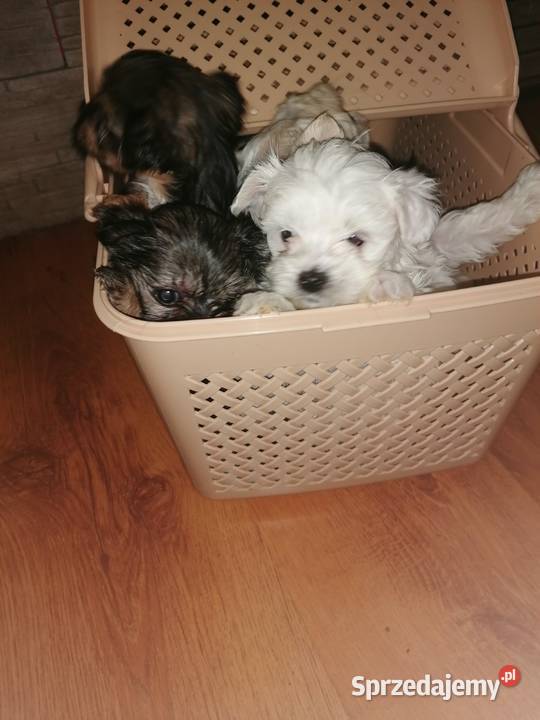 Piękny Maltańczyk z rodowodem śląskie