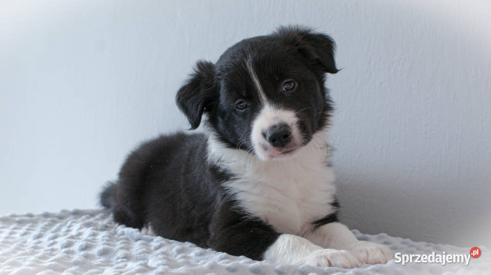 Border Collie ZKwP FCI Pozostałe Warszawa