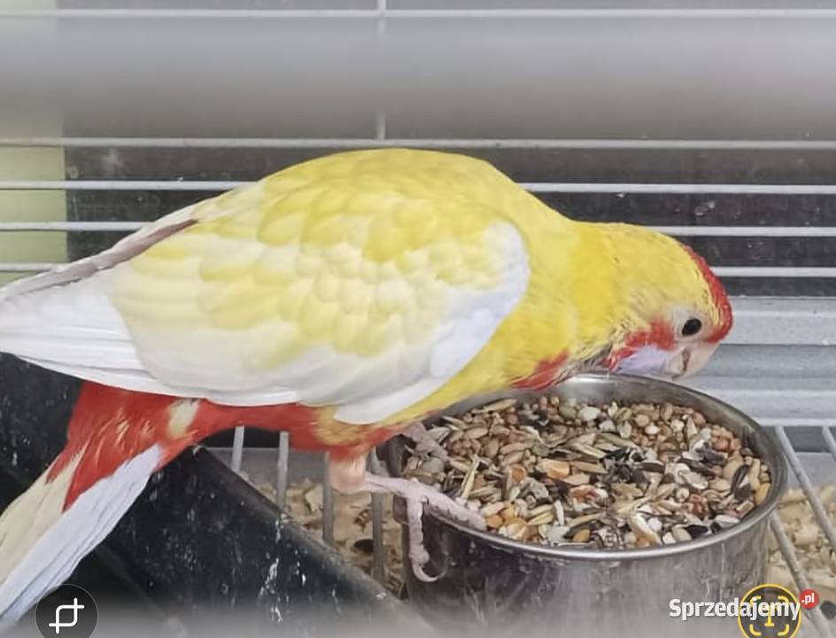 Rozelle królewskie Chyżne sprzedam