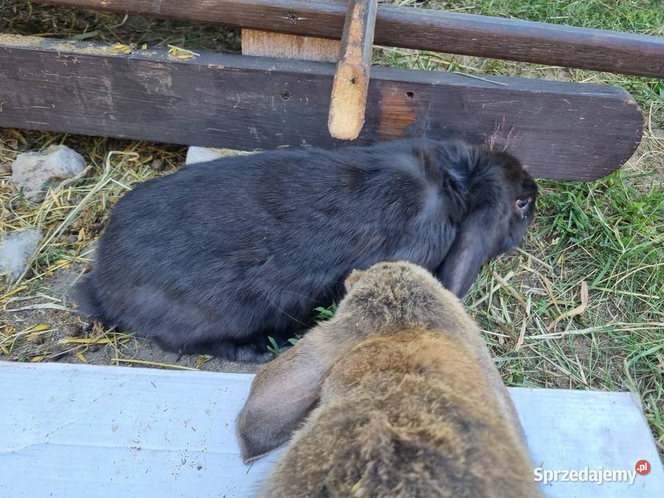 Baran francuski i burgundzkie Wola Rębkowska
