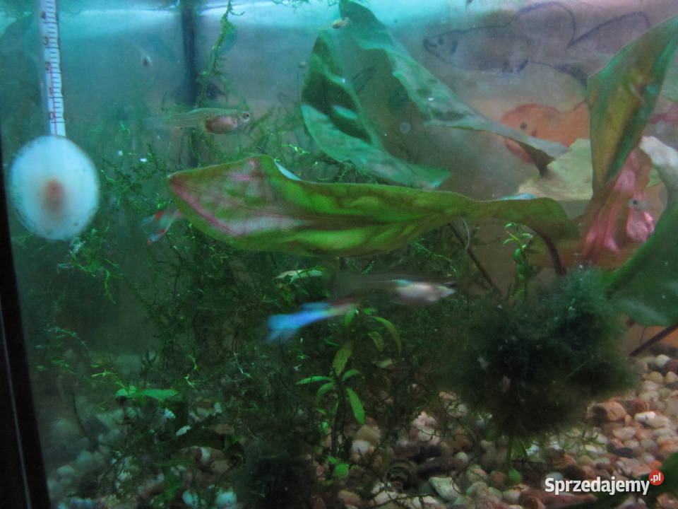 Małe akwarium z obsadą sprzedam