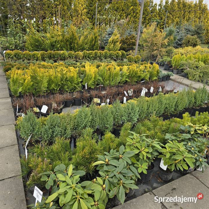Thuja Yellow Ribbon 140 160 PRODUCENT Rydzyny sprzedam