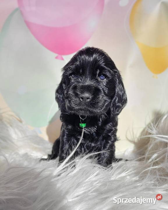 Cocker spaniel angielski pieski i suczki Łódź