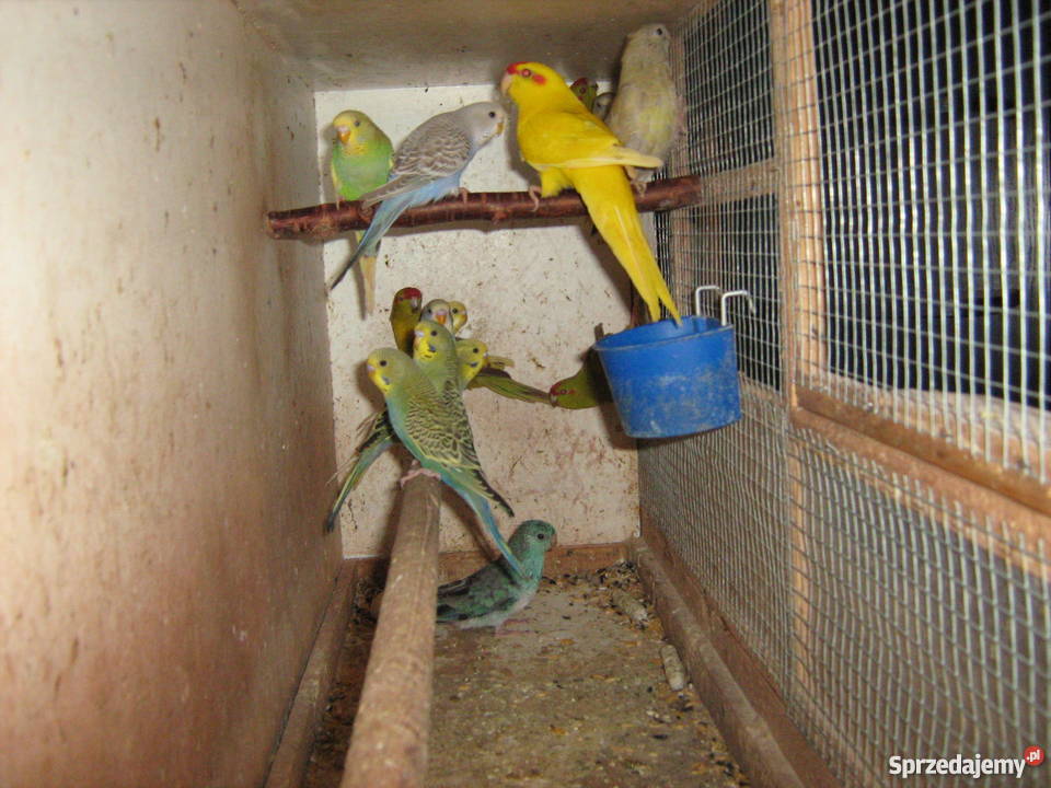 Sprzedam papugi faliste Zamość